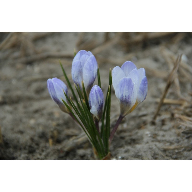 Crocus chrysanthus 'Skyline'