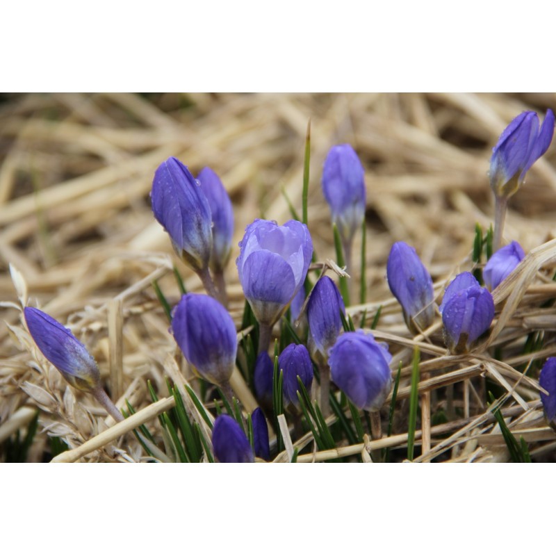 Crocus chrysanthus 'Zenith'