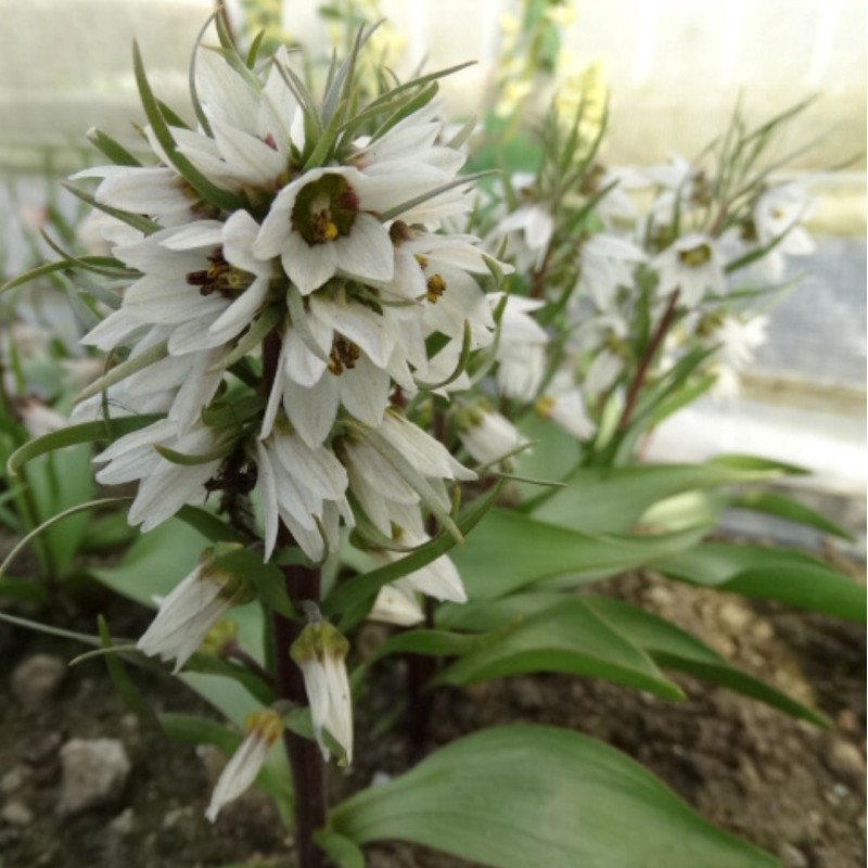 Fritillaria stenanthera subsp. ihnatschai