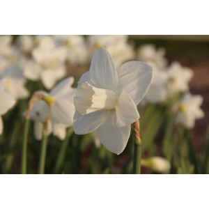 Narcissus 'Bloemendaal'