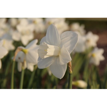 Narcissus 'Bloemendaal'