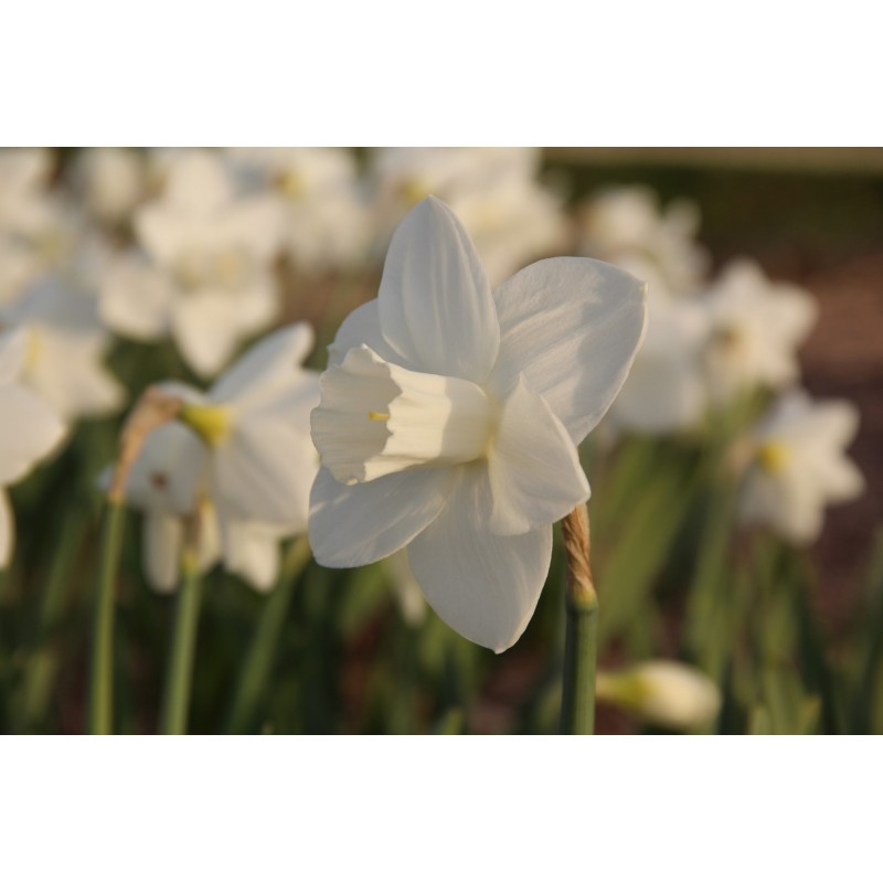 Narcissus 'Bloemendaal'