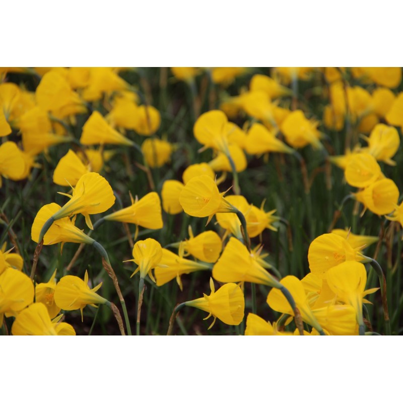 Narcissus bulbocodium 'Oxford Gold'