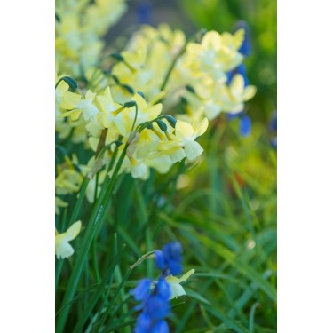 Narcissus 'Moonlight Sensation'