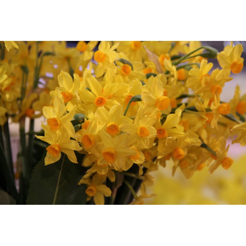 Narcissus 'Grand Soleil d'Or'