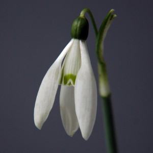 Galanthus reginae-olgae 'Camebridge'