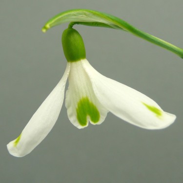 Galanthus 'David Baker'