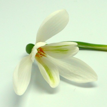 Galanthus 'Gloria'