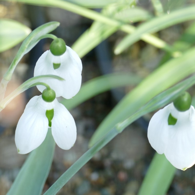 Galanthus 'Pat Mason'