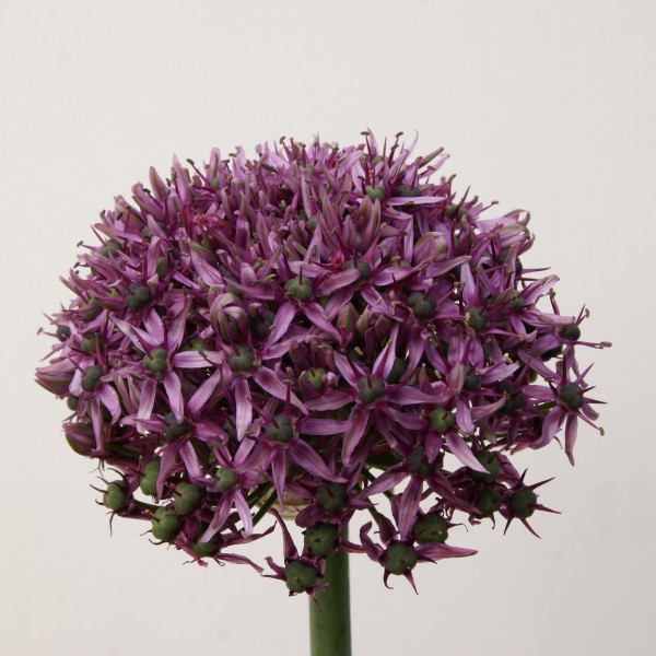 Allium 'Mercurius'