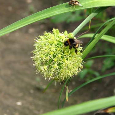 Allium hookeri