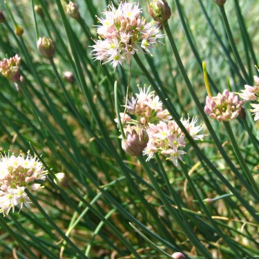 Allium moschatum