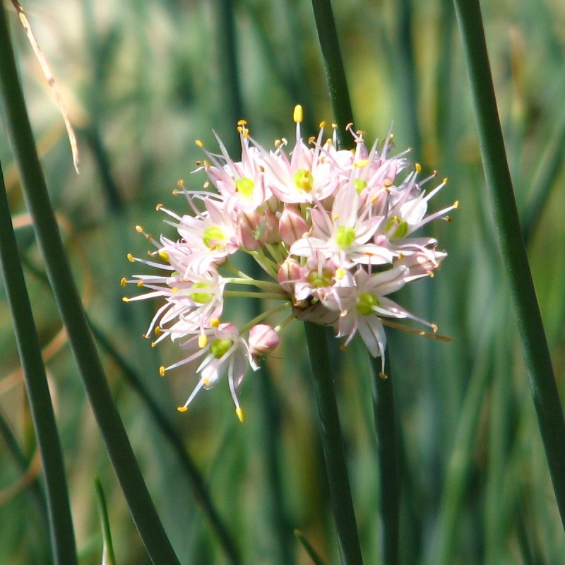 Allium moschatum