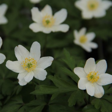 Anemone nemorosa 'Lychette'