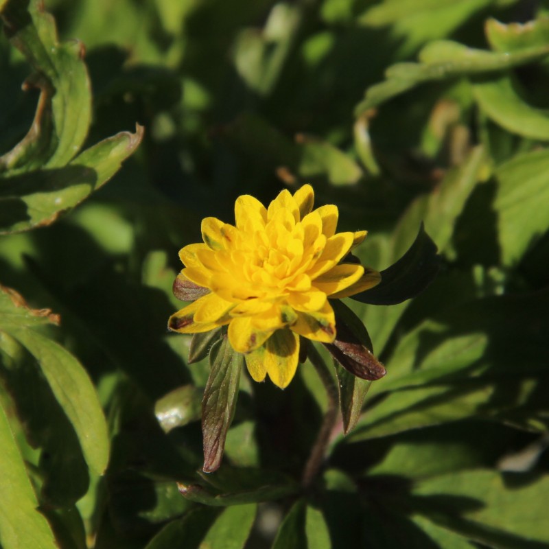 Anemone ranunculoides 'Pleniflora'