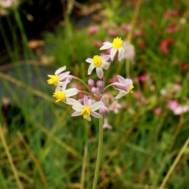 Tulbaghia 'Cosmic'