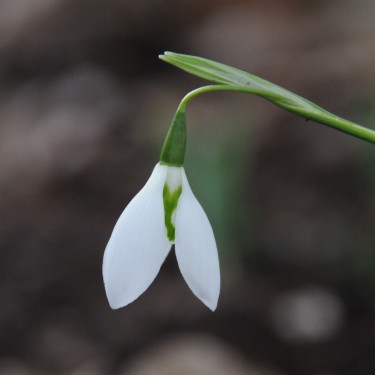 Galanthus 'Ermine Ad Astra'