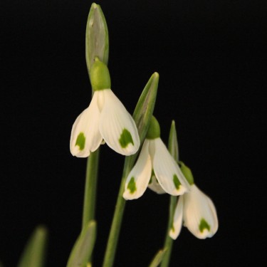 Galanthus 'Trympostor'