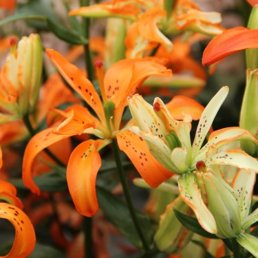 Lilium 'Must See'