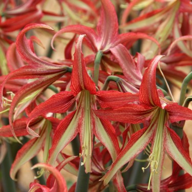 Hippeastrum 'La Paz'