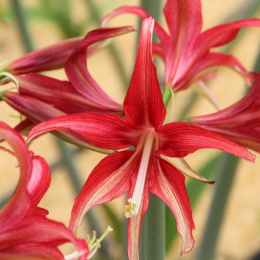 Hippeastrum 'Quito'