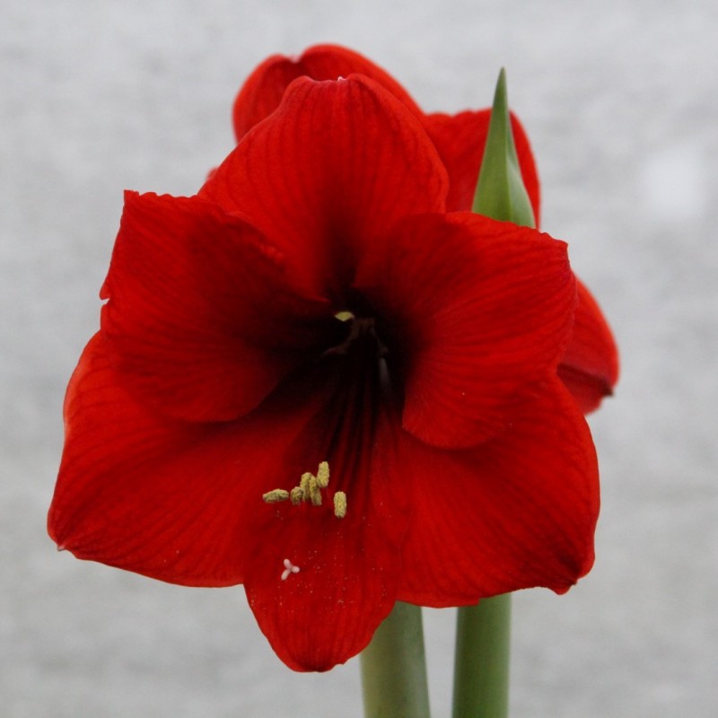 Hippeastrum 'Red Lion'