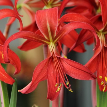 Sprekelia formosissima