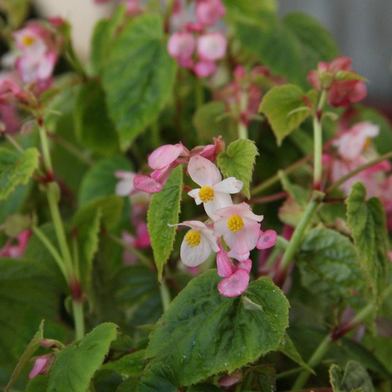 Begonia grandis subsp. sinensis