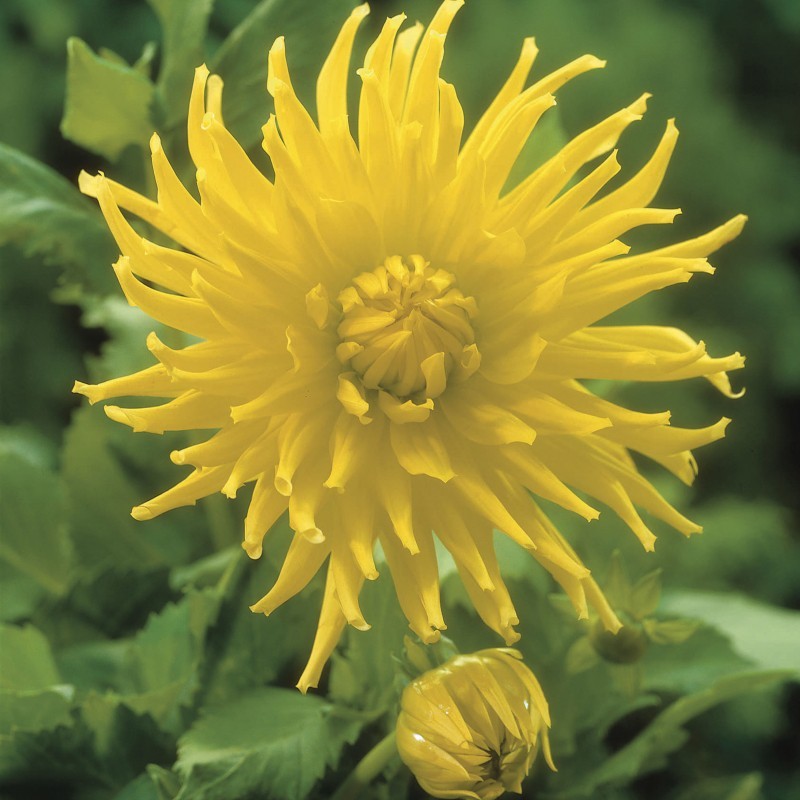 Dahlia 'Kennemerland' 