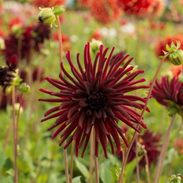 Dahlia 'Nuit d'Été'