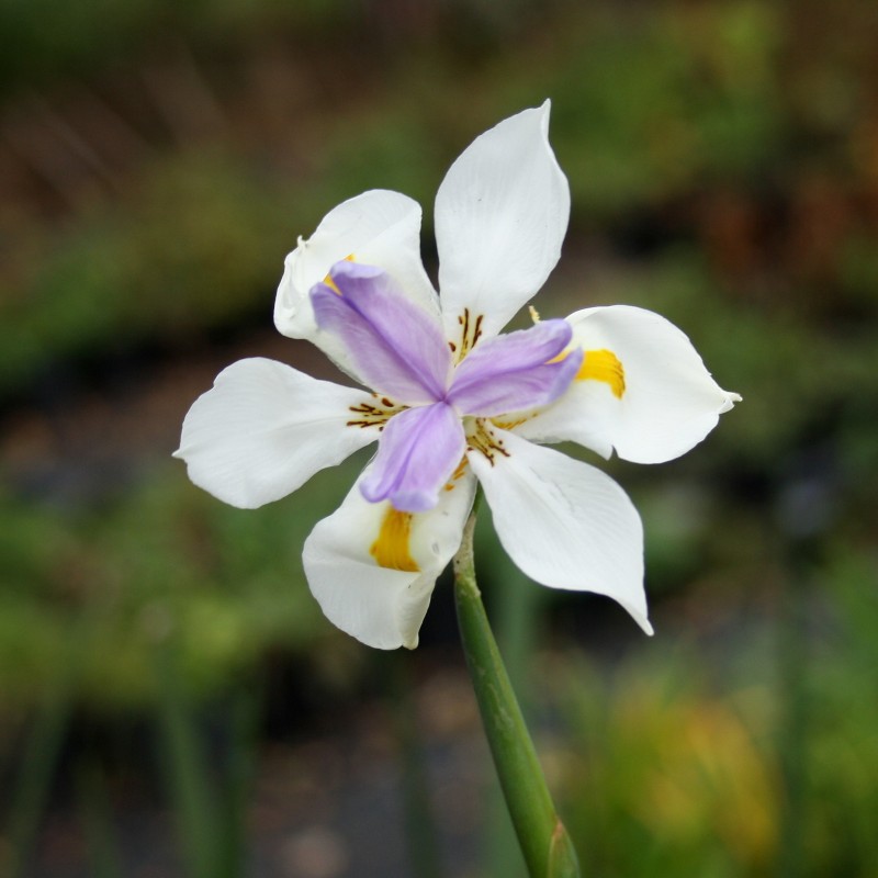 Dietes grandiflora