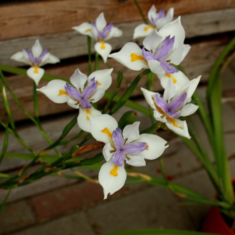 Dietes grandiflora