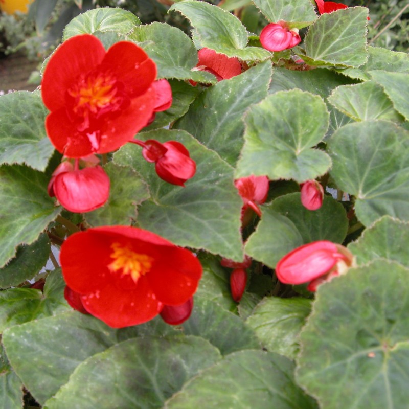 Begonia multiflora 'Flamboyant'