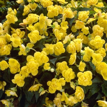 Begonia multiflora 'Frau Hélène Harms'