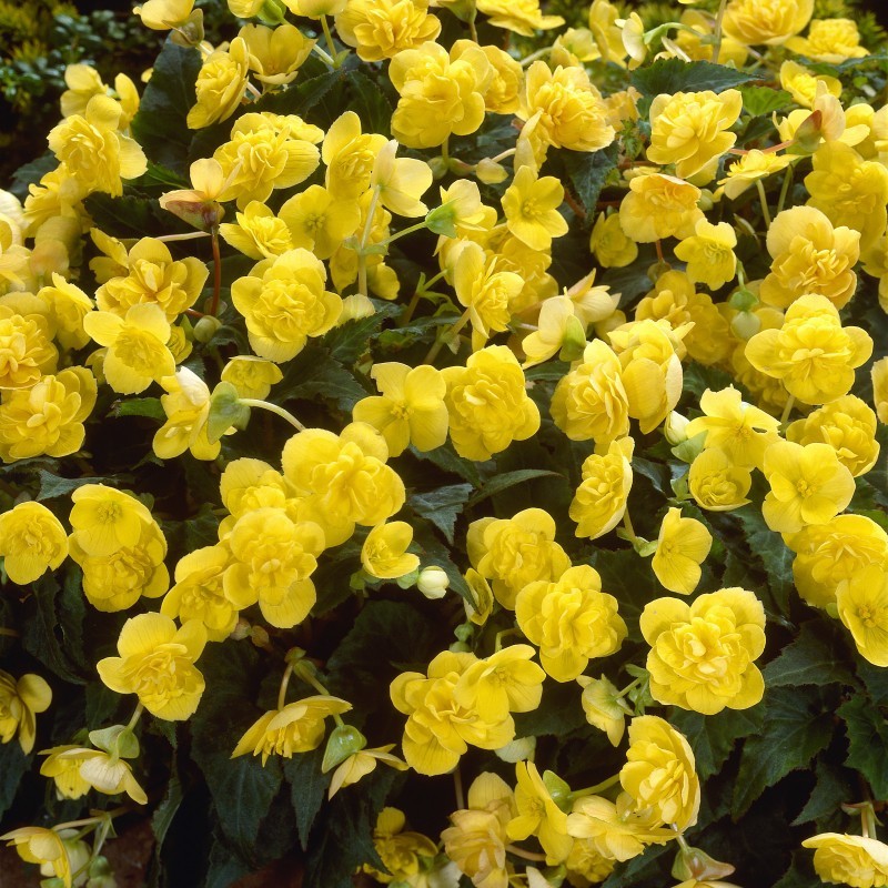 Begonia multiflora 'Frau Hélène Harms'