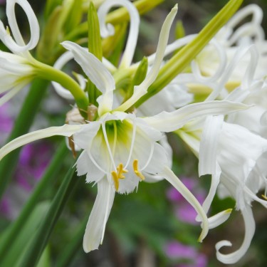 Hymenocallis festalis 'Zwanenburg' 