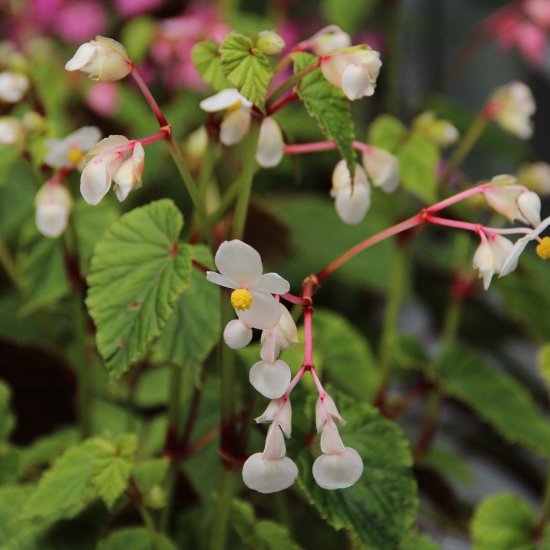 Begonia grandis subsp. evansiana 'Alba'