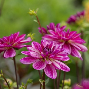 Dahlia 'Seduction'