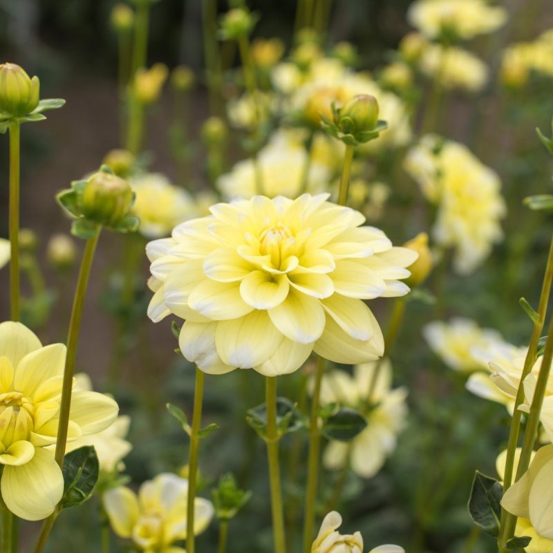Dahlia 'Yellow Perception'
