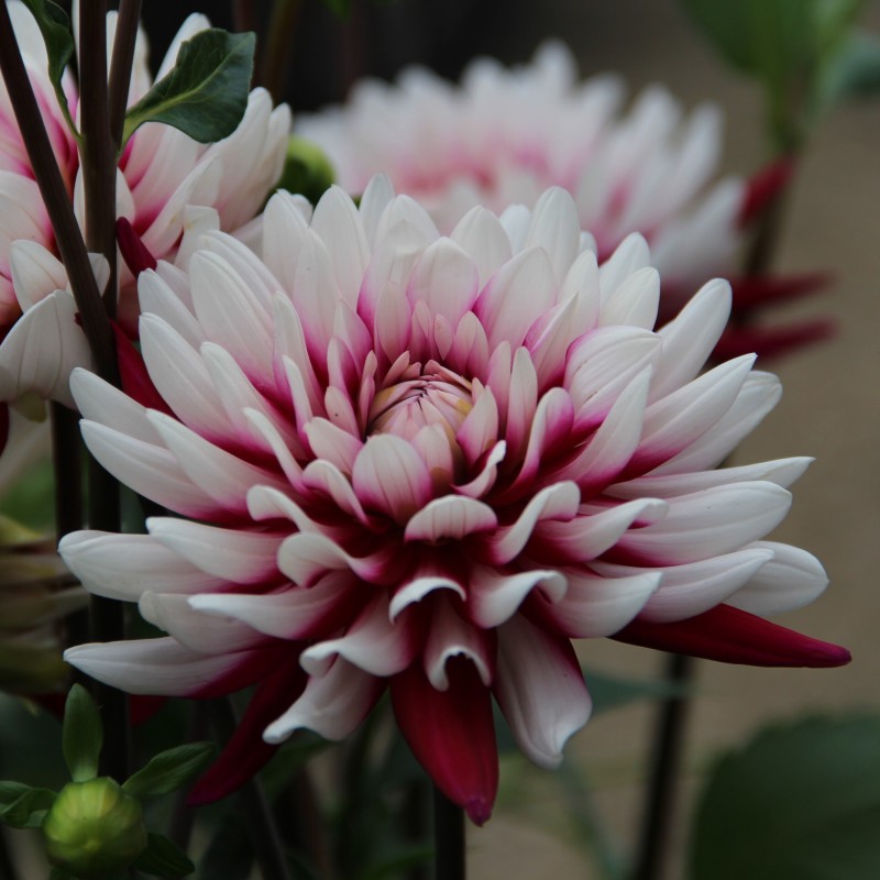 Dahlia 'Rebecca's World´