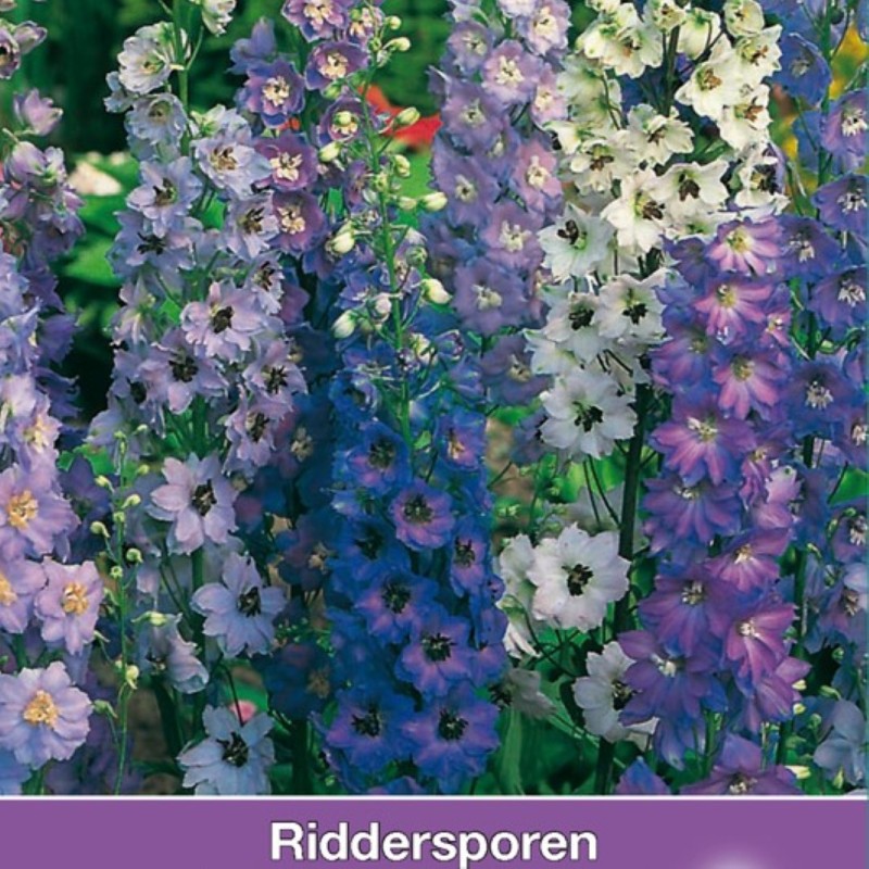 Delphinium cultorum 'Pacific Giant' -zaden-