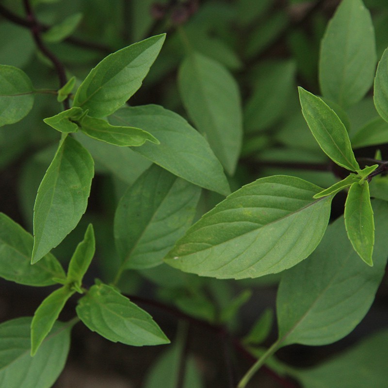 Basilicum, Ocimum basilicum 'Thais' -zaden-