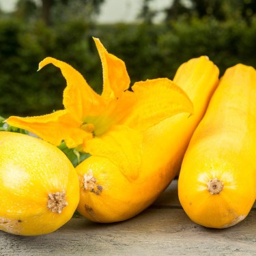 Courgette, Curcubita pepo 'Ola Gabriella F1' -zaden-