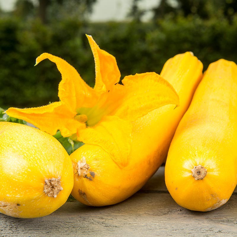 Courgette, Curcubita pepo 'Ola Gabriella F1' -zaden-