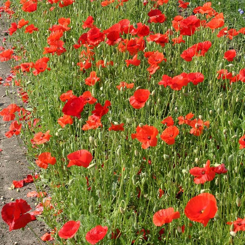 Gewone klaproos, Papaver rhoeas -zaden-