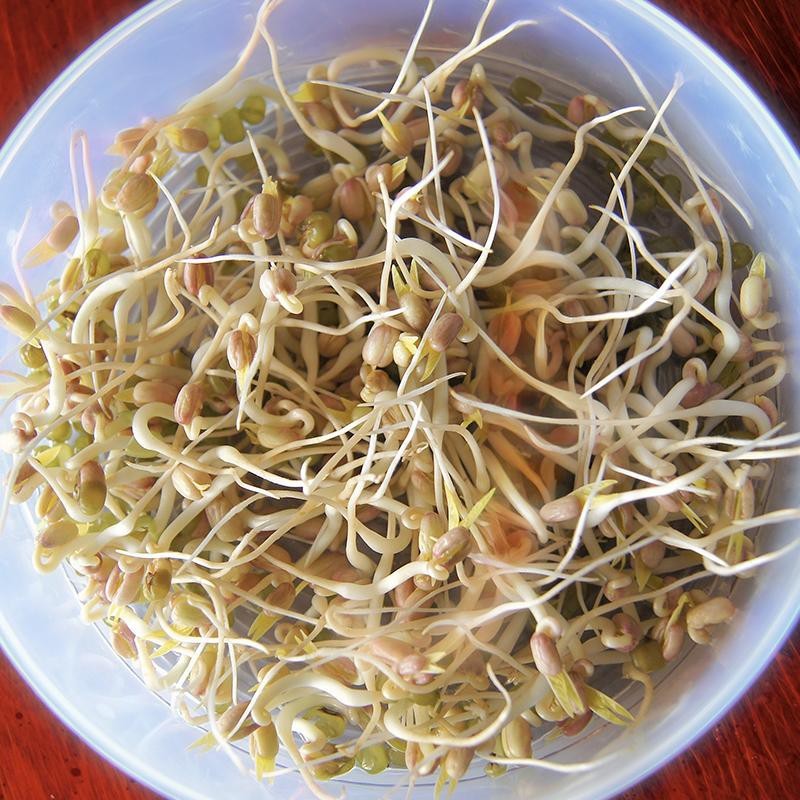 Kiemgroente Taugé, Vigna radiata -zaden-