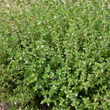 Tijm, Thymus vulgaris 'Duitse Winter' -zaden-