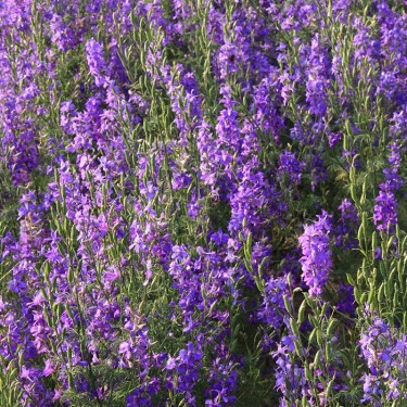 Tuinridderspoor, Consolida ajacis -zaden-