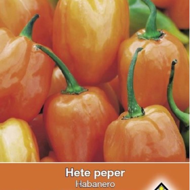 Peper, Capsicum annuum 'Habenero' -zaden-