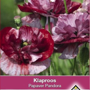 Papaver rhoeas 'Pandora' -zaden-